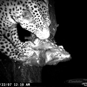 Leopard on Bait at Ozondjahe Safaris Namibia