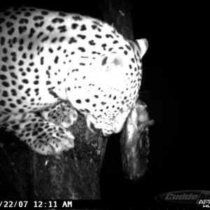 Leopard on Bait at Ozondjahe Safaris Namibia