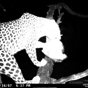 Leopard on Bait at Ozondjahe Safaris Namibia