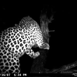 Leopard on Bait at Ozondjahe Safaris Namibia