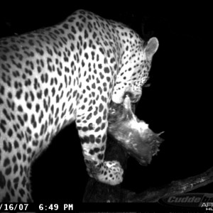 Leopard on Bait at Ozondjahe Safaris Namibia