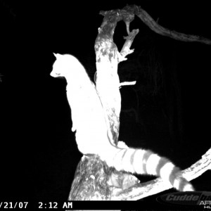 Genet on Leopard Bait at Ozondjahe Safaris Namibia