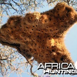 Giant Community Weaver Bird Nest in Namibia