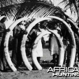 Elephant Tusks