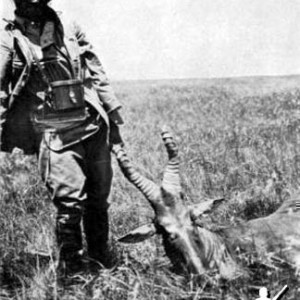 Trophy Hartebeest