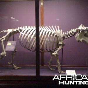 Hippo Skeleton