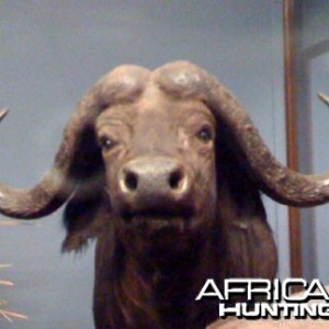 Taxidermy Cape Buffalo