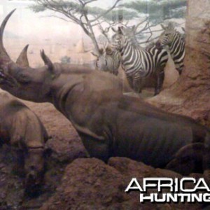 Taxidermy Black Rhino