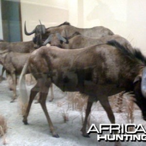 Taxidermy Black Wildebeest