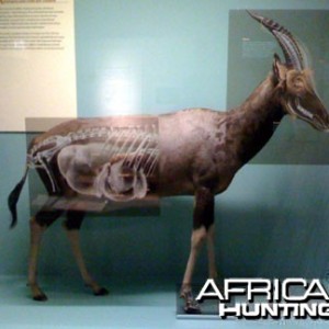 Taxidermy Blesbok