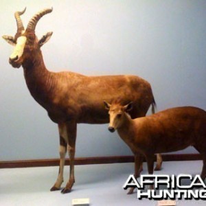 Taxidermy Blesbok & Duiker