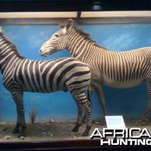 Taxidermy Burchell's & Grevy's Zebra