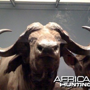 Taxidermy Cape Buffalo