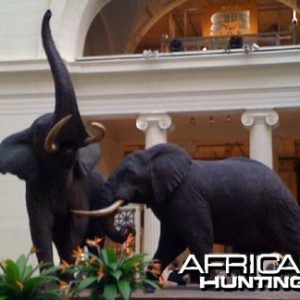 Taxidermy Elephant