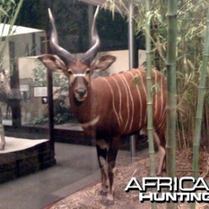 Taxidermy Bongo