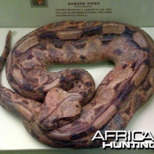 Taxidermy Gabon Viper