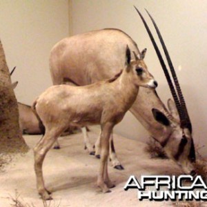 Taxidermy Gemsbok