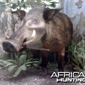 Taxidermy Giant Forest Hog