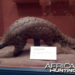 Taxidermy Giant Pangolin