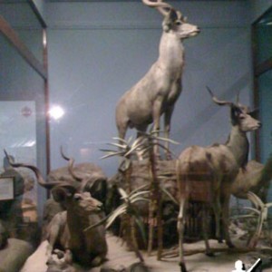 Taxidermy Greater Kudu