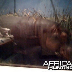 Taxidermy Hippo