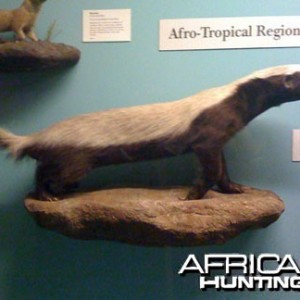 Taxidermy Honey Badger