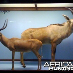 Taxidermy Impala & Roan Antelope