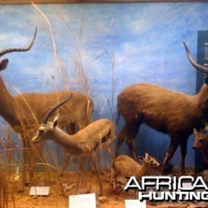 Taxidermy Impala, Thomson's Gazelle & Sitatunga