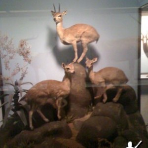 Taxidermy Klipspringer