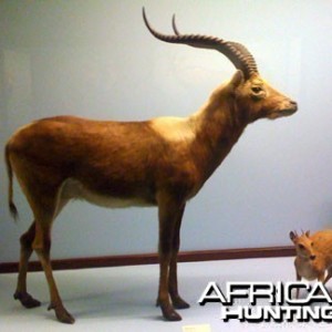 Taxidermy Lechwe & Grysbok