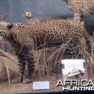 Taxidermy Leopard