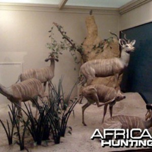 Taxidermy Lesser Kudu