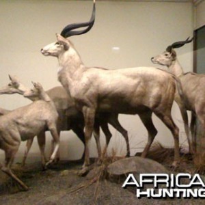 Taxidermy Mountain Nyala