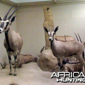 Taxidermy Gemsbok / Oryx