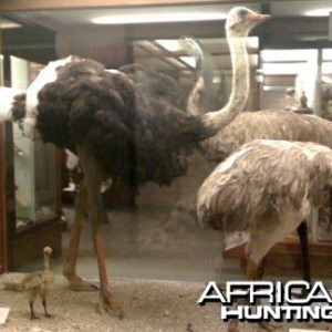 Taxidermy Ostrich