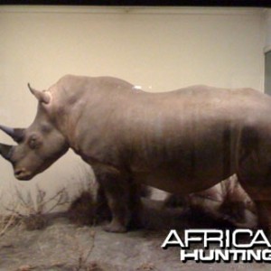 Taxidermy White Rhino