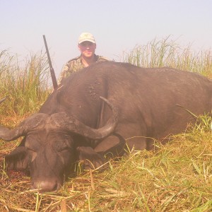 Cape buffalo