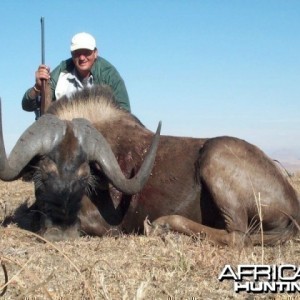 Black Wildebeest