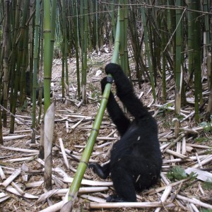 Gorilla Tracking