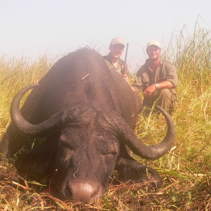 Cape Buffalo