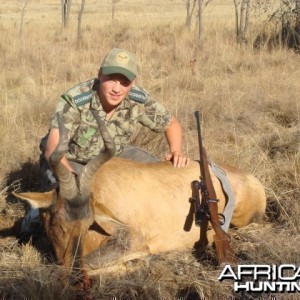 Red Hartebeest