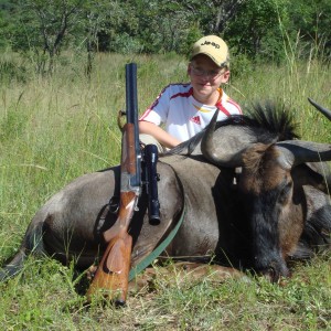 Blue Wildebeest