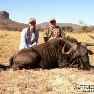 Blue Wildebeest