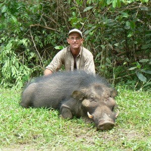 Giant forest hog