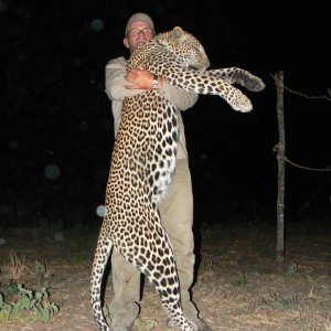 Leopard, 64kg from Selous game reserve. Tanzania