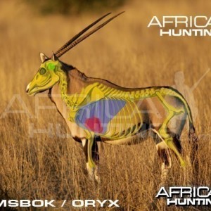 Hunting Gemsbok Shot Placement