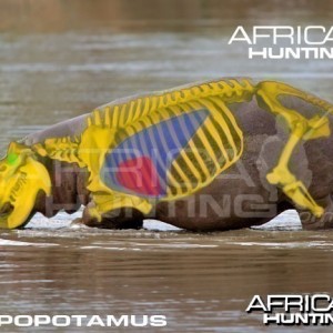 Hunting Hippopotamus Shot Placement