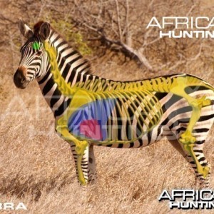 Hunting Zebra Shot Placement