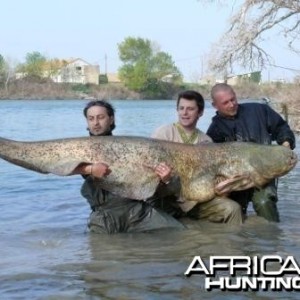 Giant catfish