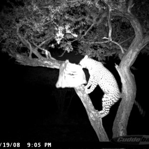 Leopard on Bait at Ozondjahe Safaris Namibia